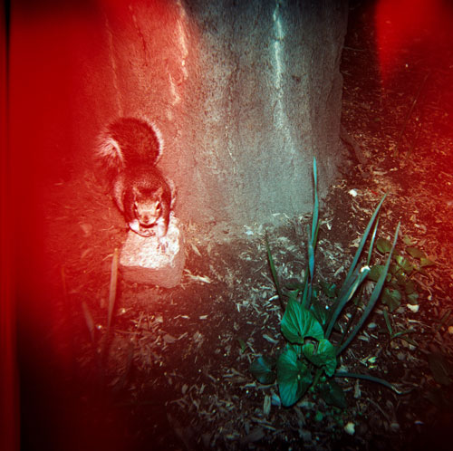 boooom photo photography photographer holga lomo blog