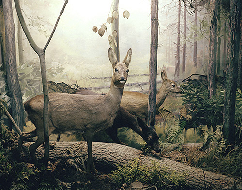 booooooom kim boske art artist profile