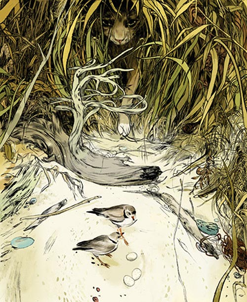 jillian tamaki illustrator illustration