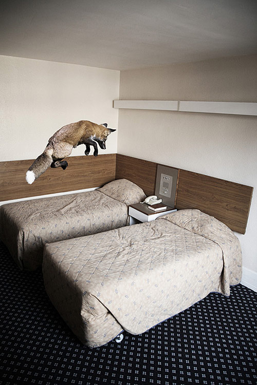 mikel uribetxeberria photography photographer animalia
