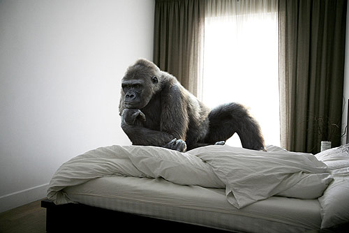 mikel uribetxeberria photography photographer animalia