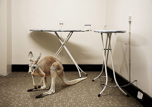 mikel uribetxeberria photography photographer animalia
