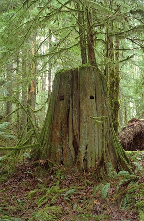 dan siney vancouver photographer photography tiny vices stump skull
