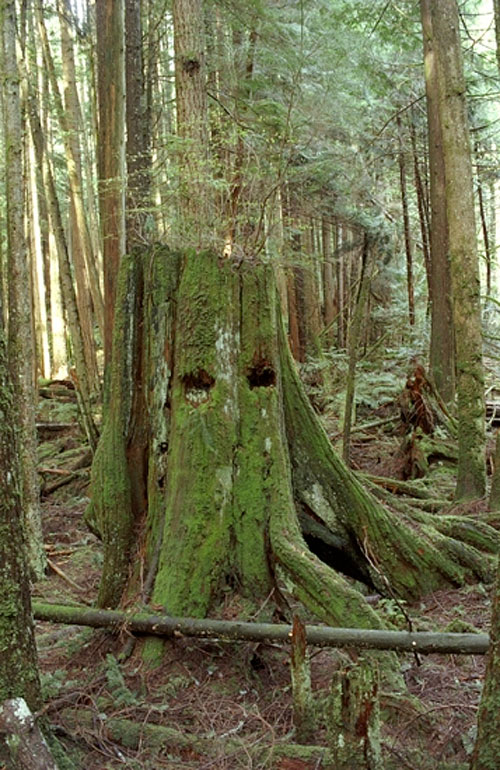 dan siney vancouver photographer photography tiny vices stump skull