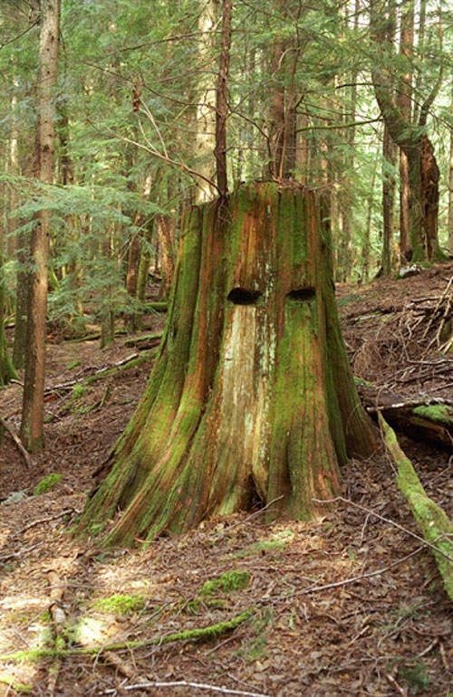 dan siney vancouver photographer photography tiny vices stump skull