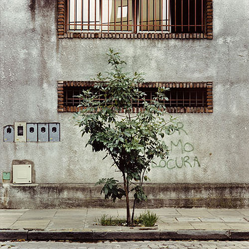 emma livingston tree portraits photographer photography