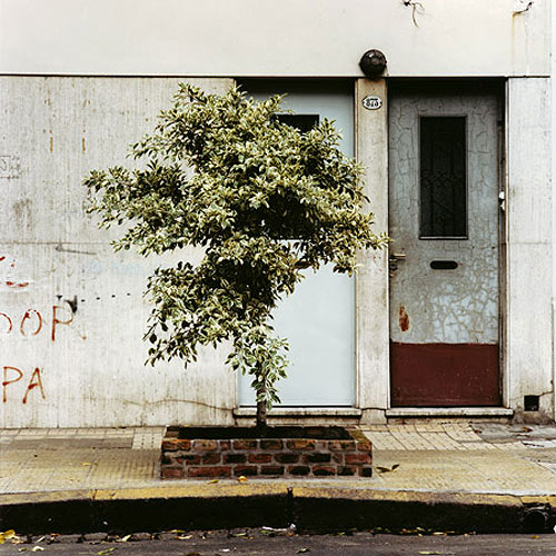 emma livingston tree portraits photographer photography