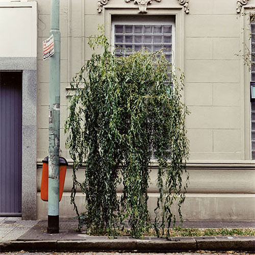 emma livingston tree portraits photographer photography