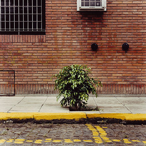 emma livingston tree portraits photographer photography