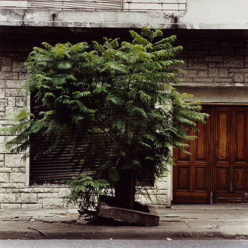 emma livingston tree portraits photographer photography