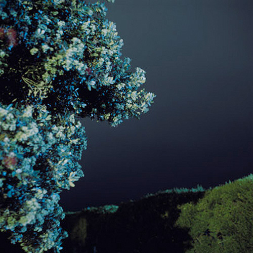 miranda lehman photographer photography