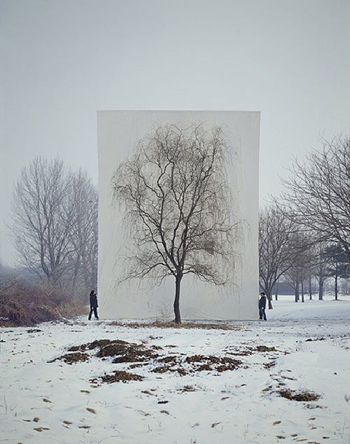 myoung ho lee photographer photography tree backdrop