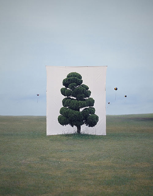myoung ho lee photographer photography tree backdrop