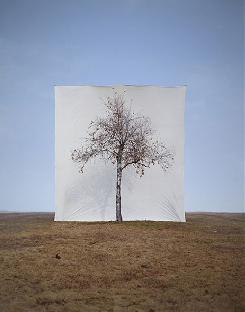 myoung ho lee photographer photography tree backdrop