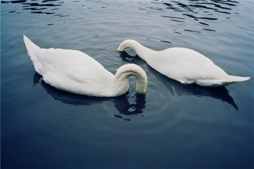 will rogan photographer photography