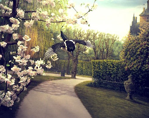 april gertler bird diorama still life photography photographer