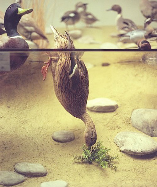 april gertler bird diorama still life photography photographer