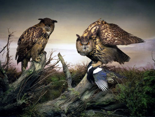 april gertler bird diorama still life photography photographer