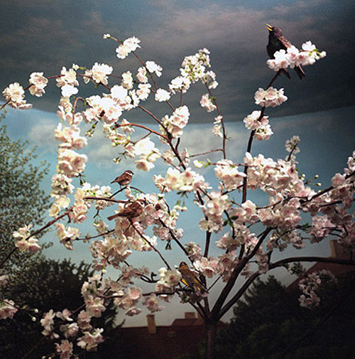april gertler bird diorama still life photography photographer