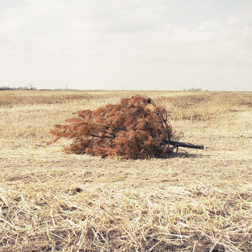 chelsee ivan photographer photography