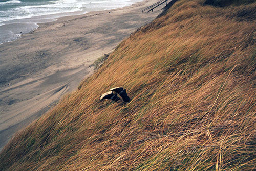 ulijona koala photography photographer