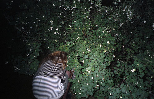 ulijona koala photography photographer