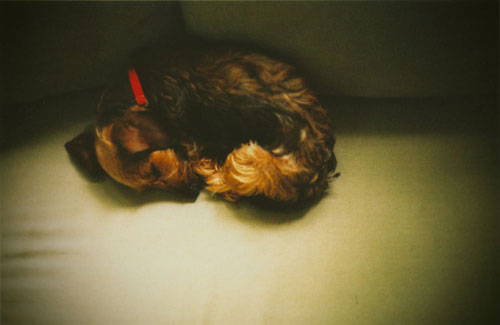 aaron feaver feaverish photographer photography