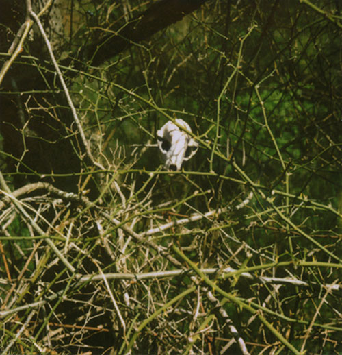 jared boger photographer photography