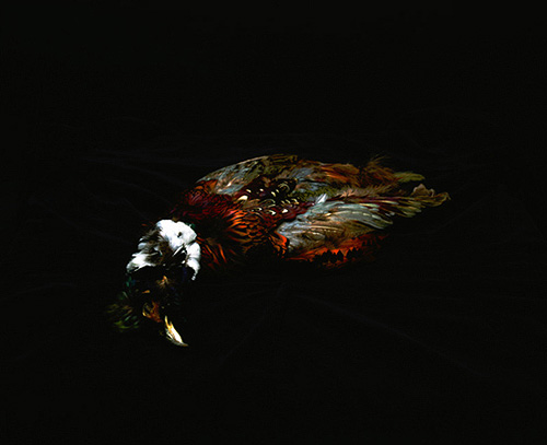 kamden vencill photographer photography