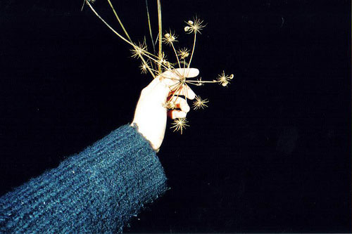 sophie curtis photographer photography