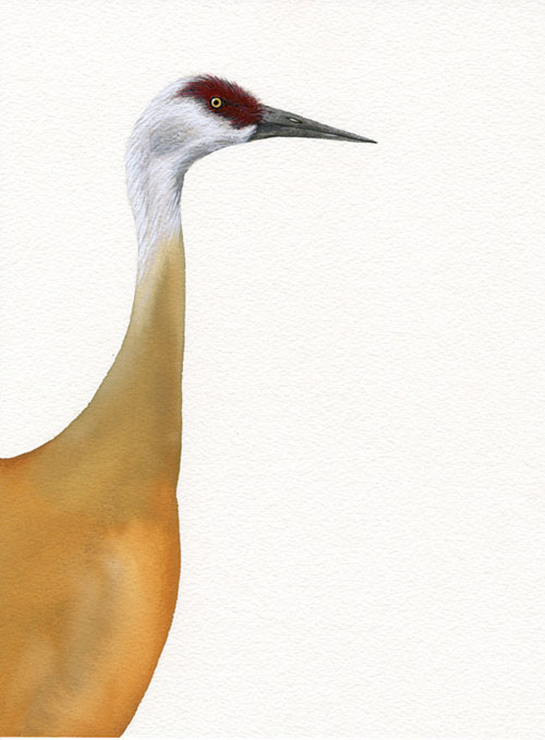 carrie marill gouache painting drawing