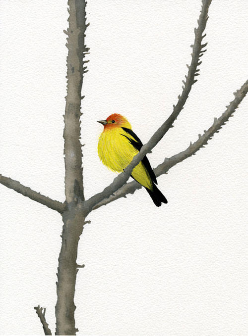 carrie marill gouache painting drawing