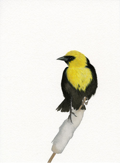 carrie marill gouache painting drawing