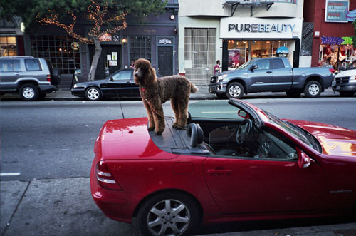 lele saveri photographer photography
