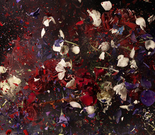 ori gersht photography photographer exploding flowers