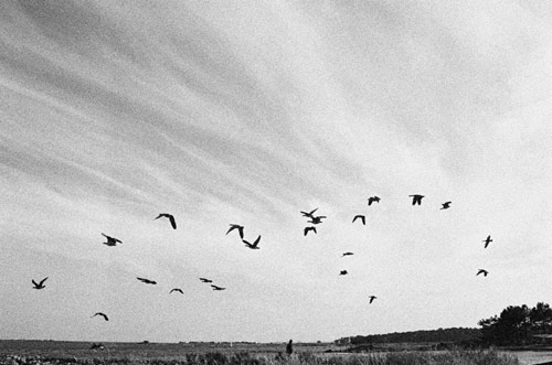 lina scheynius photographer photography