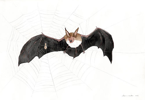 Bats Drawings