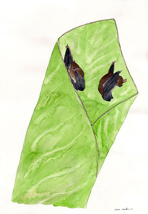 shawn creeden artist drawing bat
