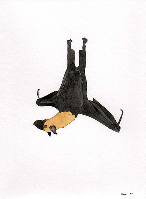 shawn creeden artist drawing bat
