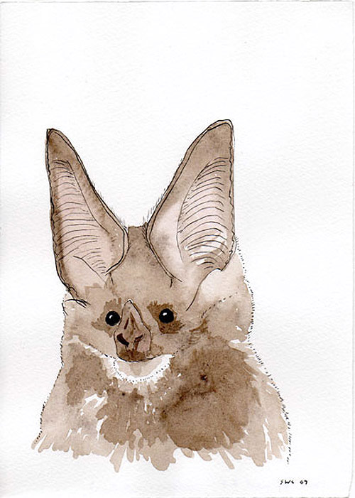 shawn creeden artist drawing bat