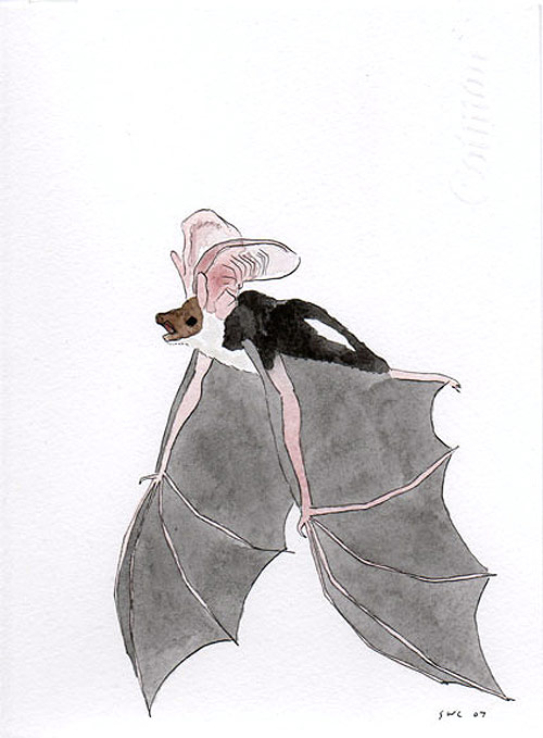 shawn creeden artist drawing bat