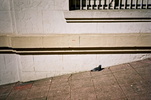 tatum shaw photographer photography