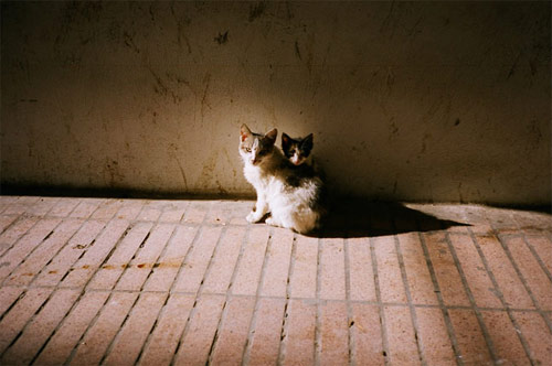 chris taylor photographer photography