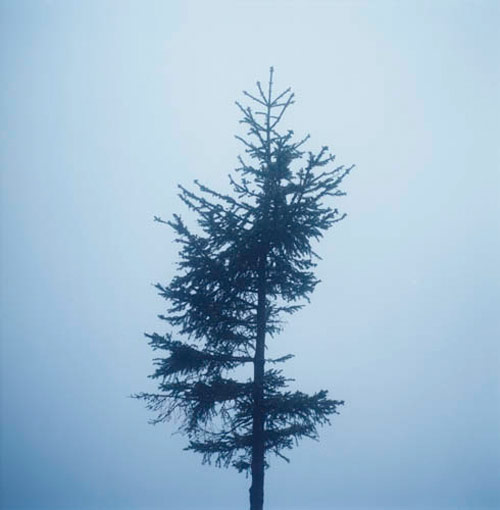 anne schwalbe photographer photography