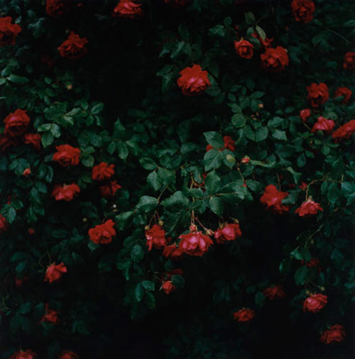 anne schwalbe photographer photography
