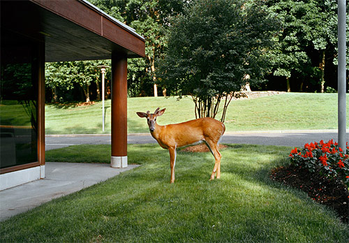 clayton cotterell photographer photography deer