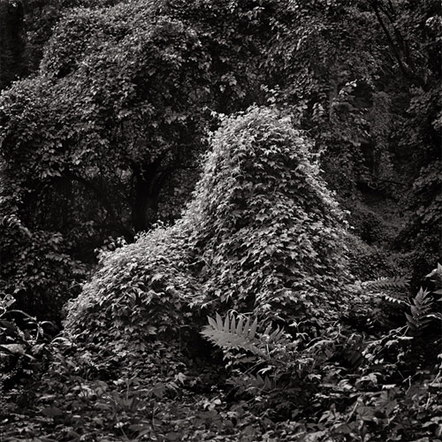 dalton rooney photographer photography