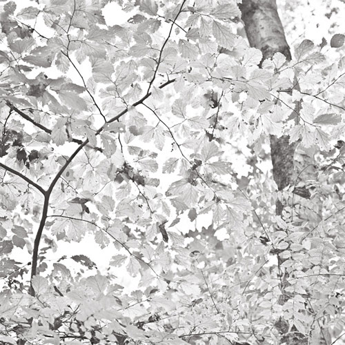 dalton rooney photographer photography