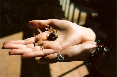jenna popoli bee hand photography photo
