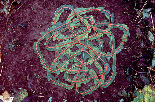 andy goldsworthy british Sycamore leaves and stalks artist sculptor photographer andy goldsworthy